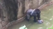 L'abattage d'un gorille pour sauver un enfant provoque un débat aux Etats-Unis