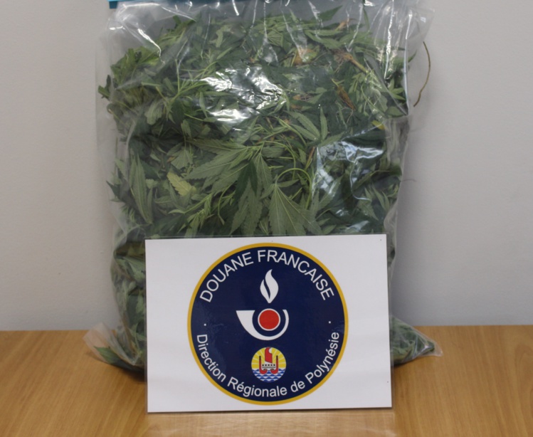 210 plants de paka saisis à la presqu'île par la douane 210 plants de paka saisis à la presqu'île par la douane