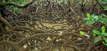 Un projet valorisant la mangrove en Nouvelle-Calédonie primé