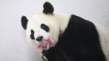 "C'est un fils!": première naissance en Belgique d'un bébé panda géant