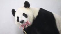 "C'est un fils!": première naissance en Belgique d'un bébé panda géant "C'est un fils!": première naissance en Belgique d'un bébé panda géant