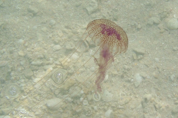 Attention, méduses ! Attention, méduses !