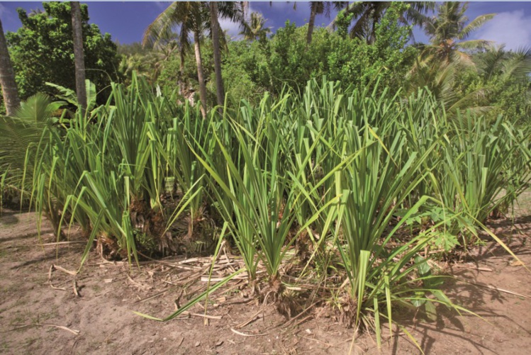 Carnet de voyage - Rurutu : les secrets du pae’ore blanchi Carnet de voyage - Rurutu : les secrets du pae’ore blanchi