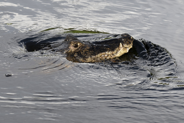 Un crocodile mort retrouvé dans un canal à Roubaix Un crocodile mort retrouvé dans un canal à Roubaix
