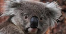Le koala australien vit des heures bien sombres Le koala australien vit des heures bien sombres