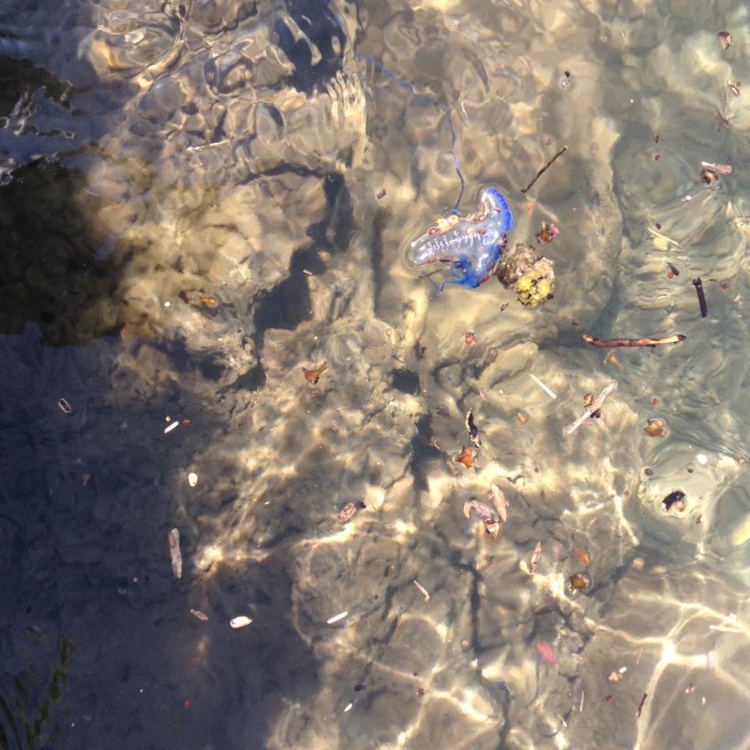 Une galère portugaise a été trouvée dans la baie de Te ava piti à Uturoa, ce week-end [photo facebook les Nouvelles de Raiatea]