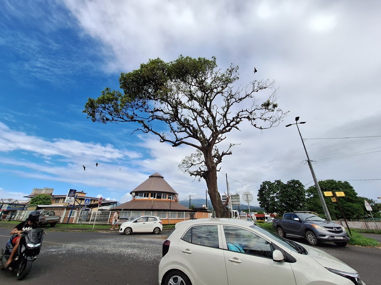 “L’arbre aux oiseaux” bientôt élagué à Taravao