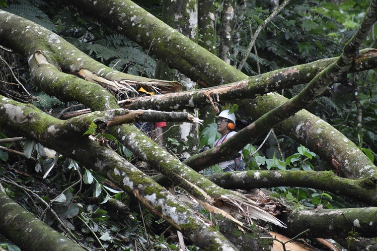 Deux bûcherons ont tronçonné les arbres en hauteur (Crédit : Anne-Charlotte Lehartel). Deux bûcherons ont tronçonné les arbres en hauteur (Crédit : Anne-Charlotte Lehartel).