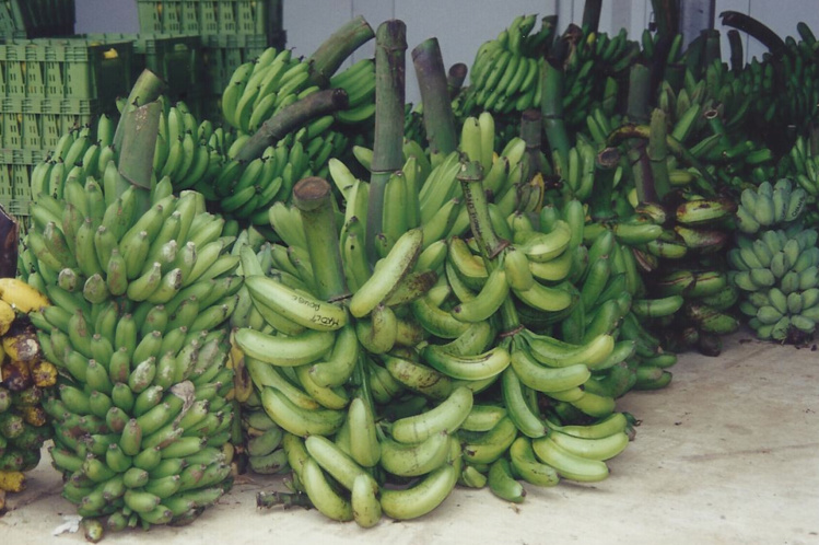 2- Les bananiers plantain du Pacifique sud présentent une grande variété de formes.