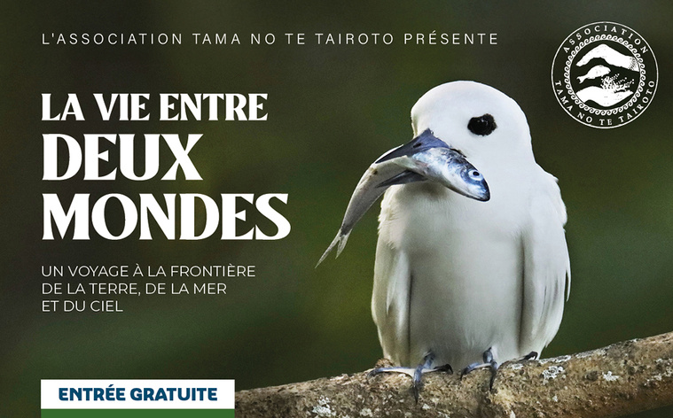 Une plongée entre deux mondes avec Tama nō te tairoto Une plongée entre deux mondes avec Tama nō te tairoto