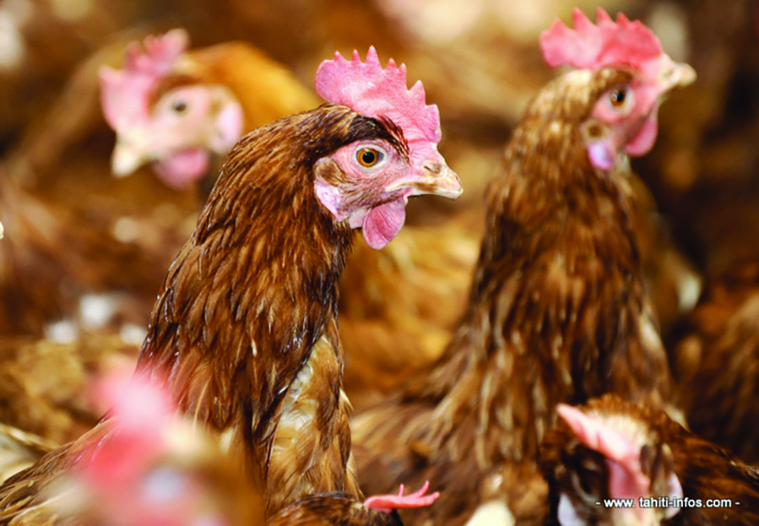 Une nouvelle exploitation de poules pondeuses victime de la salmonellose Une nouvelle exploitation de poules pondeuses victime de la salmonellose