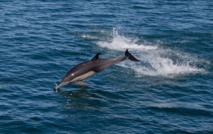 Vers la création du premier sanctuaire marin pour les dauphins en Amérique du Nord