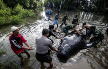Indonésie: 32 baleines-pilotes s'échouent sur une plage de Java, 8 sont mortes