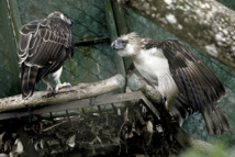 Un minuscule sanctuaire offre une lueur d'espoir aux aigles menacés des Philippines Un minuscule sanctuaire offre une lueur d'espoir aux aigles menacés des Philippines