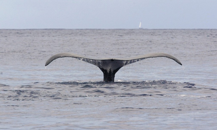Au fond de l'océan Indien, un stupéfiant cimetière de baleines