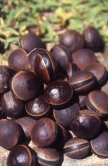 Mucuna urens est une puissante liane ; Max Radiguet en surnomme la graine “œil-de-bourrique”, son nom usuel étant aujourd'hui “œil-de-bœuf” (autou en marquisien). Mucuna urens est une puissante liane ; Max Radiguet en surnomme la graine “œil-de-bourrique”, son nom usuel étant aujourd'hui “œil-de-bœuf” (autou en marquisien).