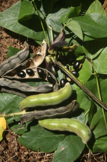 Les perles colorées de Hiva Oa Les perles colorées de Hiva Oa