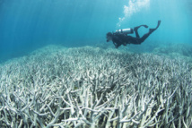 Le blanchissement des récifs coralliens se poursuit sans répit