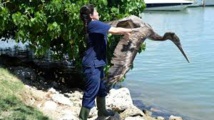 A Miami, au chevet des pélicans et des animaux exotiques