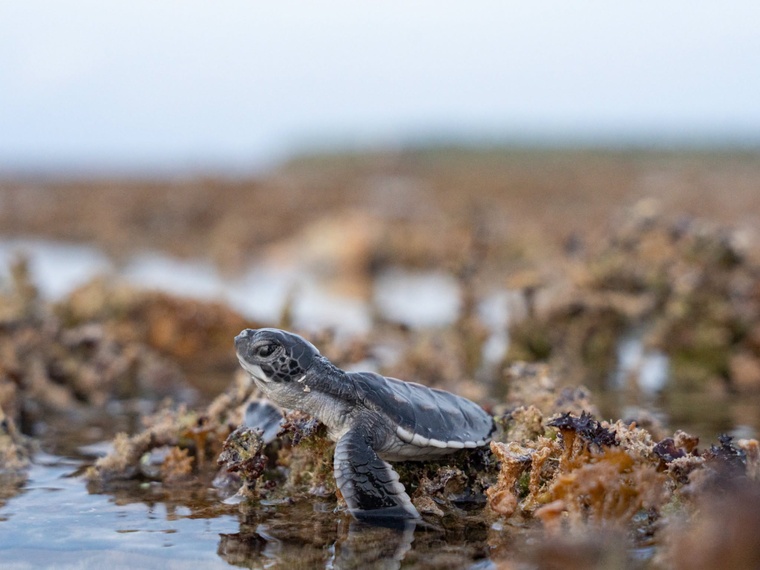 Une année record à Tetiaroa pour les bébés tortues