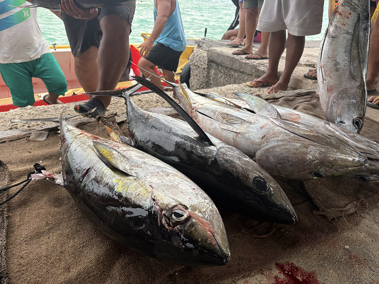 Une pêche au pōito réussie à Hao Une pêche au pōito réussie à Hao