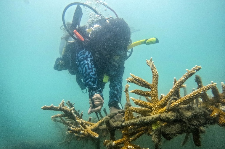 El Niño: un "effondrement" de l'écosystème de la Grande Barrière de corail redouté El Niño: un "effondrement" de l'écosystème de la Grande Barrière de corail redouté
