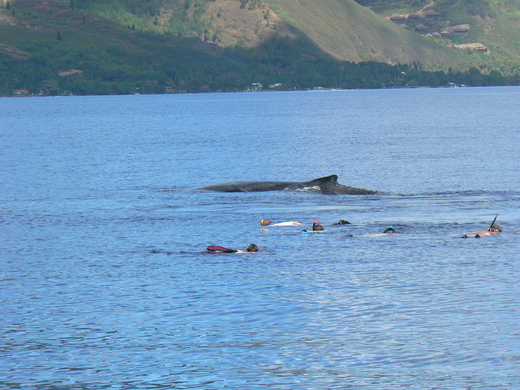 ​Whale watching : rejet de la requête en référé de la SARL Full Full