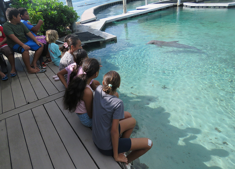 La doyenne des dauphins de Moorea est morte