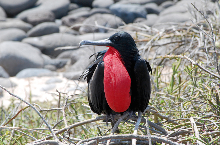 Les frégates du Pacifique peuvent voler des mois sans se poser Les frégates du Pacifique peuvent voler des mois sans se poser