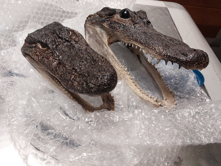 Deux têtes d’alligators protégées découvertes dans les bagages d’une voyageuse