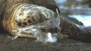 Les tortues, dauphins ou oiseaux, premières victimes des sacs plastiques jetables