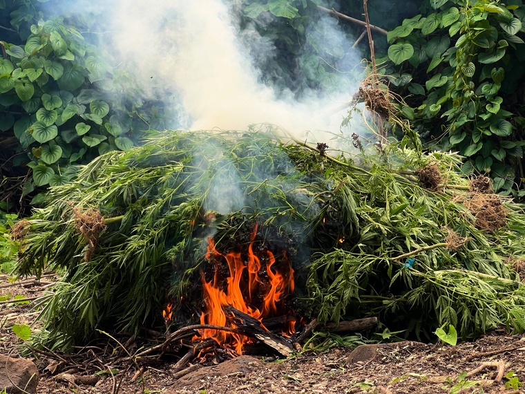 Près d’une demie-tonne de paka détruite par les douanes à Huahine Près d’une demie-tonne de paka détruite par les douanes à Huahine