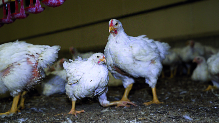 ​Le poulet brésilien interdit au Fenua