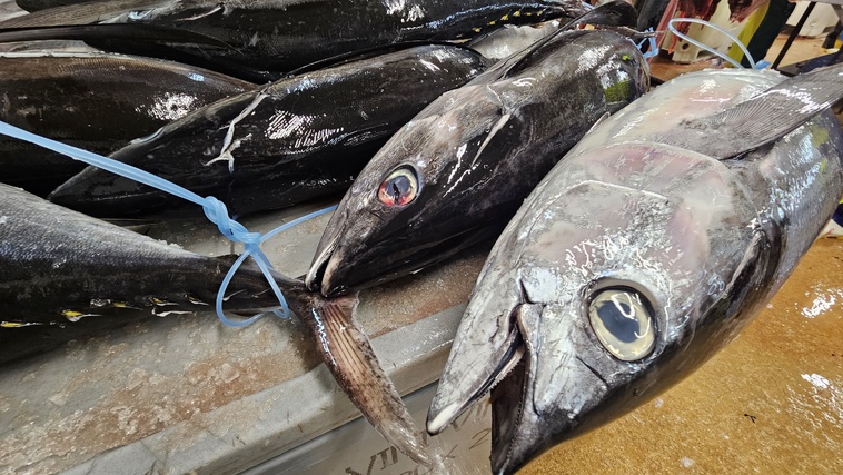 ​Les produits de la mer exportés reculent en 2025