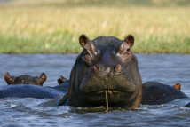 Des hippopotames, insolite héritage du capo Pablo Escobar en Colombie Des hippopotames, insolite héritage du capo Pablo Escobar en Colombie