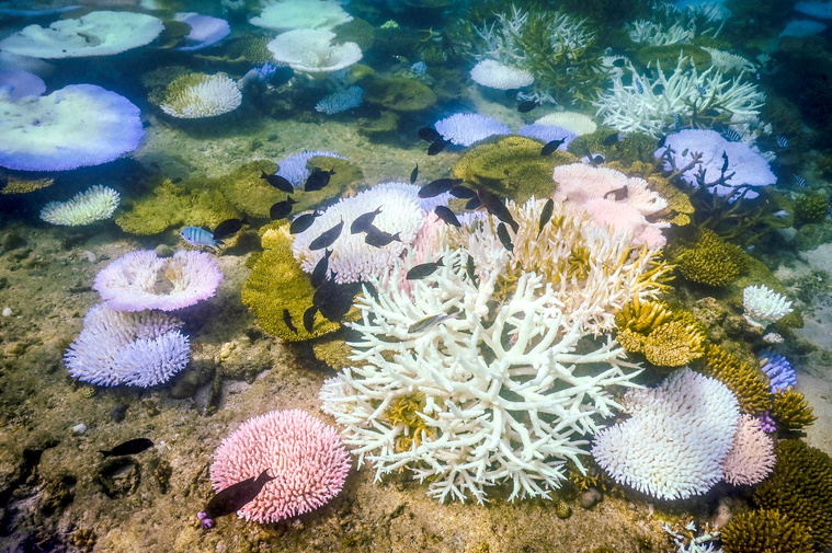 En Floride, des coraux au banc d'essai pour résister à la chaleur