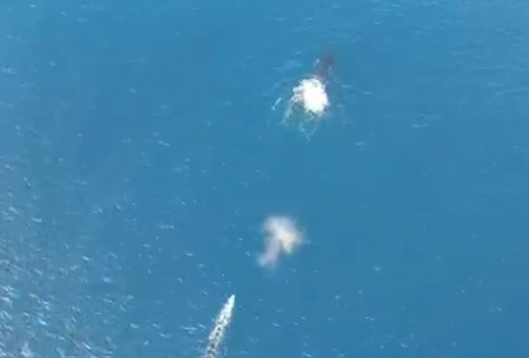 Sur une vidéo fournie par un riverain, on aperçoit une trainée à l’arrière de la baleine (Crédit : DR).
