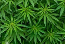 Australie: son père brûle ses plants de cannabis, il appelle la police