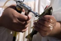 Au Chili, un saumon mijoté aux antibiotiques