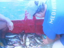Les poissons ont été remis à l'eau sur ordre d'un officier de police judiciaire. Les poissons ont été remis à l'eau sur ordre d'un officier de police judiciaire.