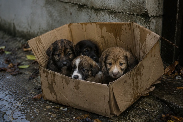 "Quand il y a maltraitance animale, souvent il y a une maltraitance intrafamiliale" 