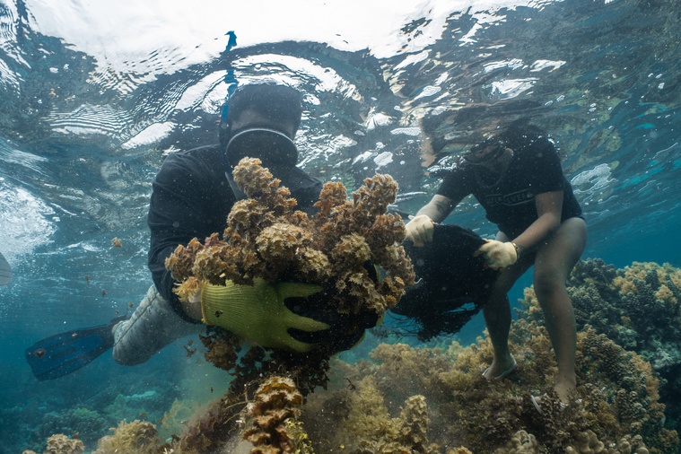 Un suivi scientifique est prévu pour mesurer l’impact sur la biodiversité (Crédit photos : Théo Guillaume/Tamari’i no te moana).