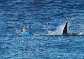 L'Australie, haut lieu du surf, a peur des dents de la mer