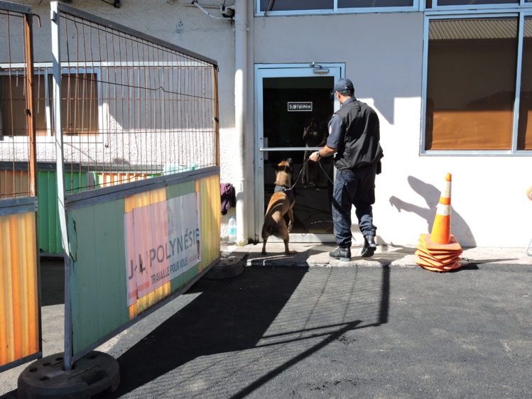 Jipsy, une nouvelle recrue très spéciale pour la DSP