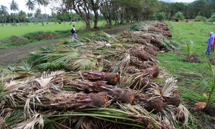 Atimaono: Des centaines de palmiers washingtonia arrachés