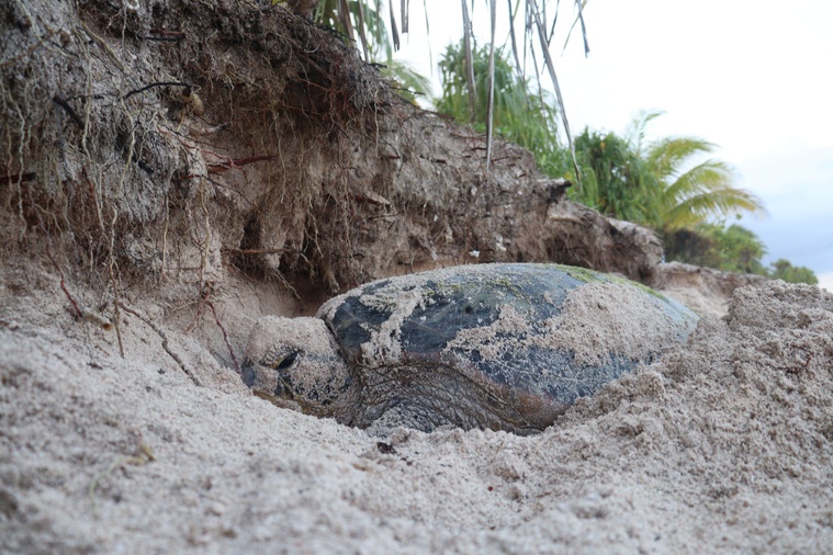 Fa’atura te tahatai, replanter pour protéger le littoral Fa’atura te tahatai, replanter pour protéger le littoral