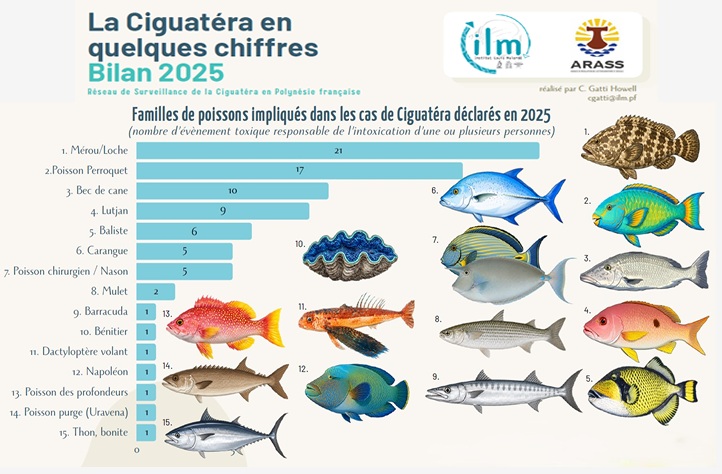 Une quinzaine d’espèces marines sont impliquées dans les cas recensés en 2025 (Crédit : ILM).