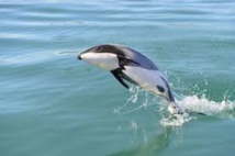 Des scientifiques exhortent la Nouvelle-Zélande à sauver le dauphin Maui