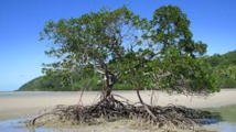 La mangrove victime du réchauffement en Australie La mangrove victime du réchauffement en Australie