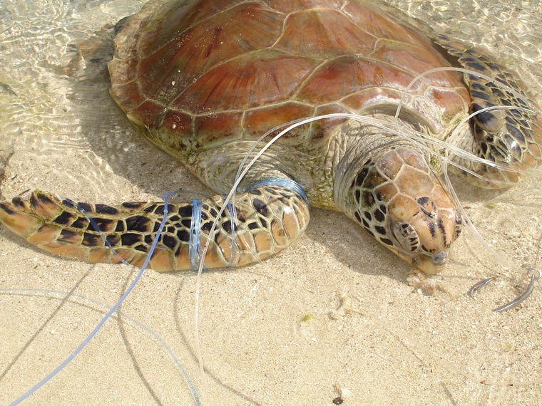Les tortues marines sont exposées à diverses menaces (Crédit : Te mana o te moana).